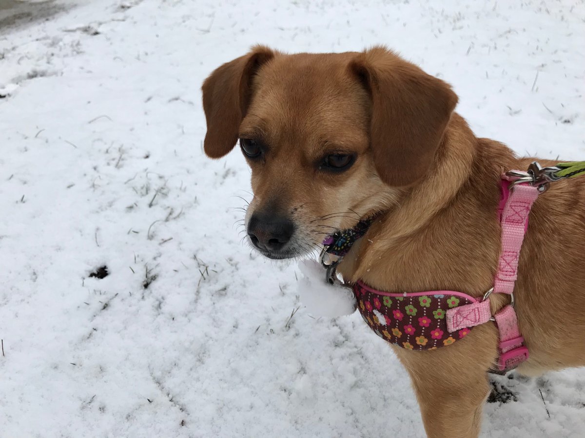 KevinIrvineChi's tweet photo. My dog’s tag has turned into a snowball. I either need to get a smaller tag or a taller dog. #Chicago #Chuggle https://t.co/BbWiIGXnpn
