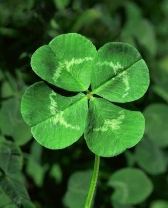 mrr321_ees's tweet photo. Did you know there are roughly 250 species of clovers around the globe? While the plant mostly appears in clusters of 3-leaf, there are some uncommon but real instances of 4, 5, 6, and even 7-leaf clovers! #ees028 #eol https://t.co/zHP6ANER6t