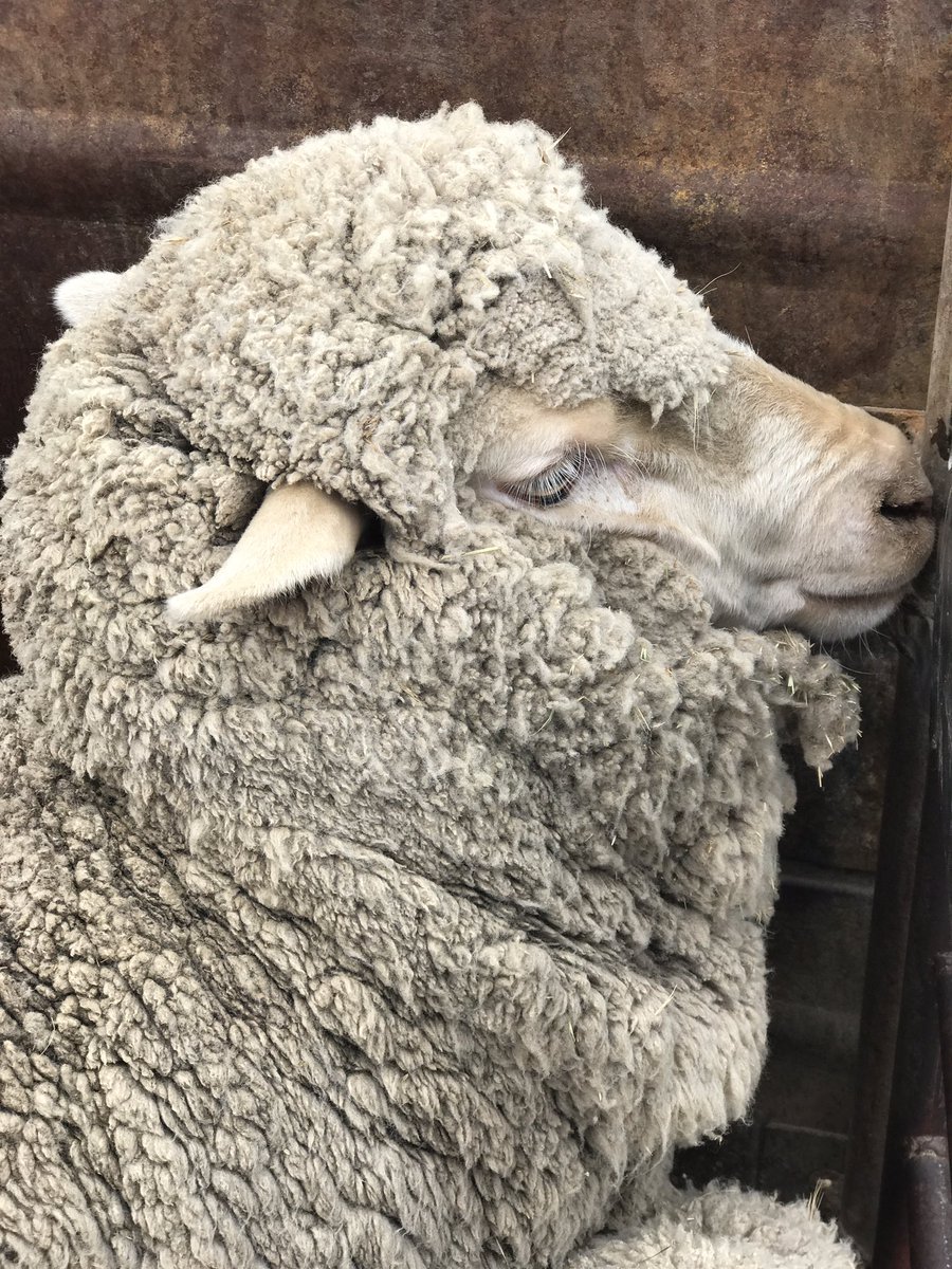 Another great showing by Brian, Helen, Emily, Pat and family at Lower Sylvia Vale at Crookwell #Flockewe comp. Great to see generations of family so passionate about their industry and continuing to learn!