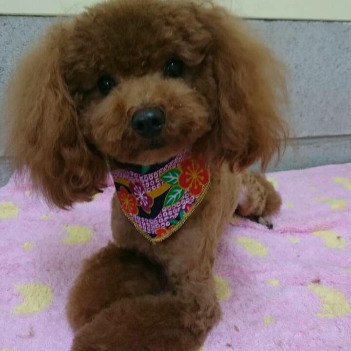n_PamaPama's tweet photo. トイプードルの迷子捜しています。
宮崎市大島町
2017年12月27日より不明。
ご近所に保護している方いらっしゃいませんか？
だいぶ毛も伸びてしまっていると思います。
早く会いたいです。
どうか、情報をお願い致します。
＃迷子犬 ＃迷い犬 ＃宮崎 ＃大島町 ＃トイプードル ＃レッド ＃拡散希望 https://t.co/GgGM2ZUvsE