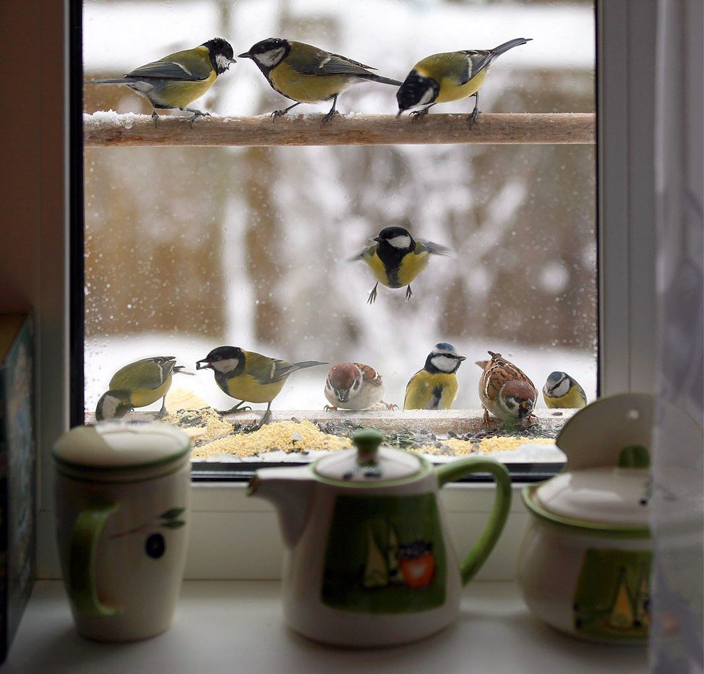 Krasoti_Rossii's tweet image. Не забывайте кормить птиц! 😊 
#Красоты_России #КрасотыРоссии #Россия