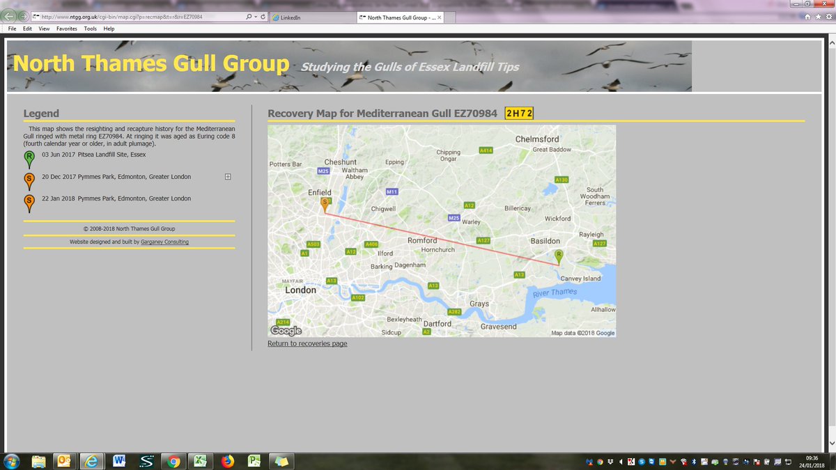 Med Gull ringed in June at Pitsea Landfill now at Pymmes Park London via Robert Calf.