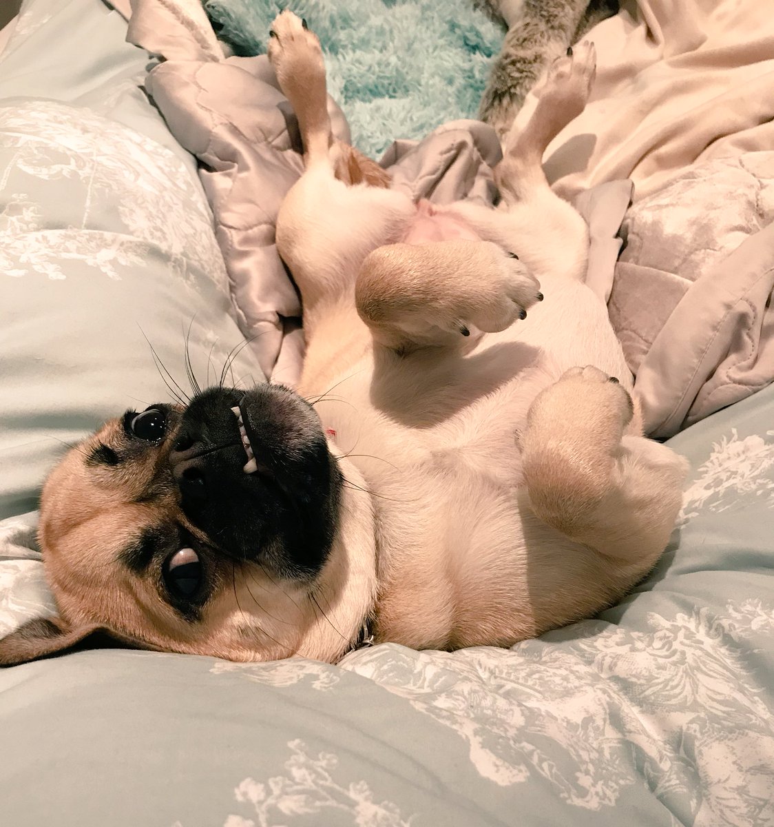 Bellathepuggle1's tweet photo. I can’t begin to tell you how comfy this is #puggle #snugglepuggle #morningcuddle https://t.co/PZGnm6CkbP