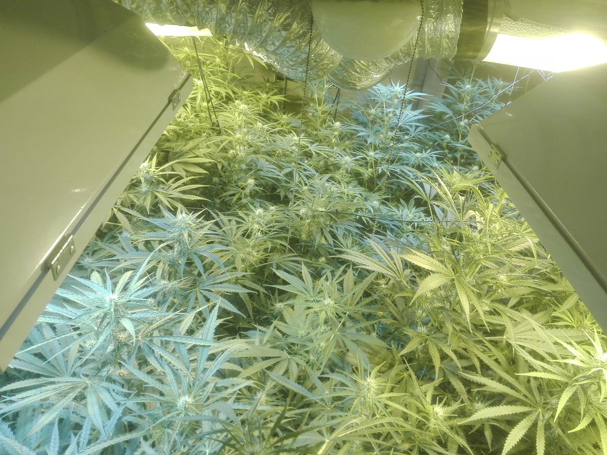 OrgaNack's tweet photo. @royalqueenseeds Can't wait. #RoyalCheese #FastFlower https://t.co/1jphAW1fdd