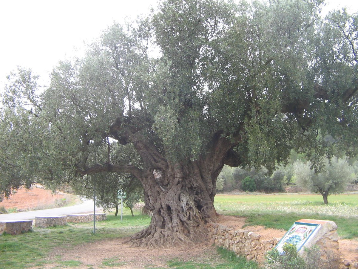 GVAparcs's tweet photo. El #PNSerraCalderona un espai natural amb arbres singulars com l'Olivera Morruda (#Segorbe), edat estimada 1550 anys, la Sureda en el Collado del Higueral (#Marines) i la Surera en Barranc Olla (Marines) #DiaDelArbol https://t.co/WEJhw8cWnN https://t.co/cNAX0Qx3RP