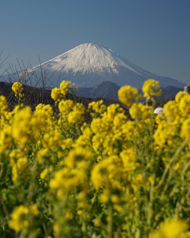 菜の花と富士山