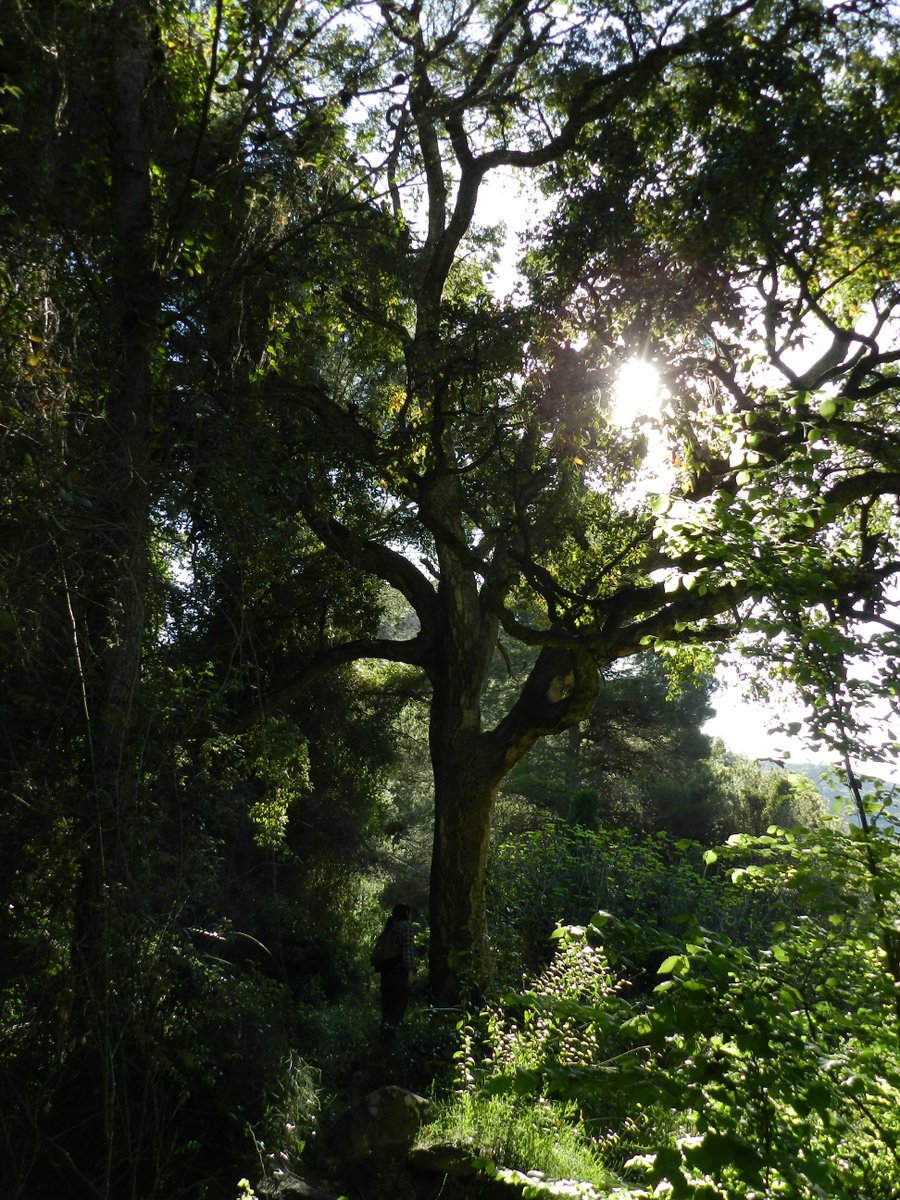 GVAparcs's tweet photo. El #PNSerraCalderona un espai natural amb arbres singulars com l'Olivera Morruda (#Segorbe), edat estimada 1550 anys, la Sureda en el Collado del Higueral (#Marines) i la Surera en Barranc Olla (Marines) #DiaDelArbol https://t.co/WEJhw8cWnN https://t.co/cNAX0Qx3RP