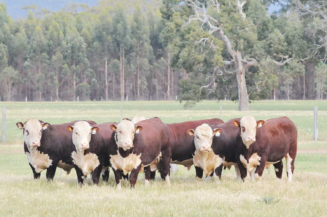 Yarram Park Performance Genetics Bull Sale Feb 12th. 60 bulls sell. Sale interfaced with <a href="/AuctionsPlus/">AuctionsPlus</a>. Sale details &amp; catalogue at: studstocksales.com/event/yarram-p…