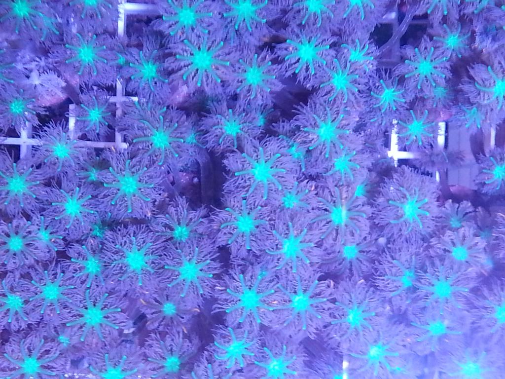 #StormGeorgina could not even stop our new #picoftheday. This is our #broodstock of our #green #orange #clavularia