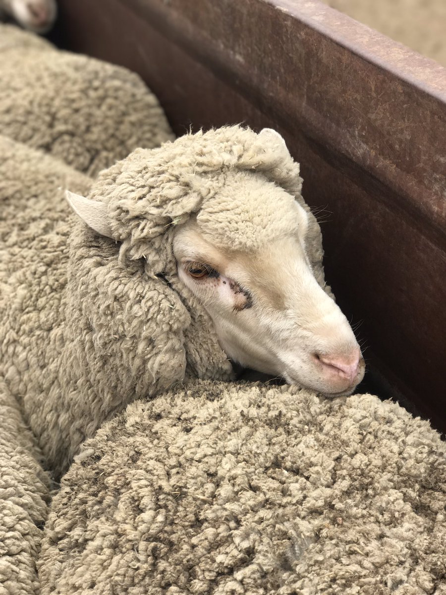 10th annual ANZ Crookwell #Flockewe competition, providing insights and challenging the way things have "always been done" to improve the region's output as a whole!
