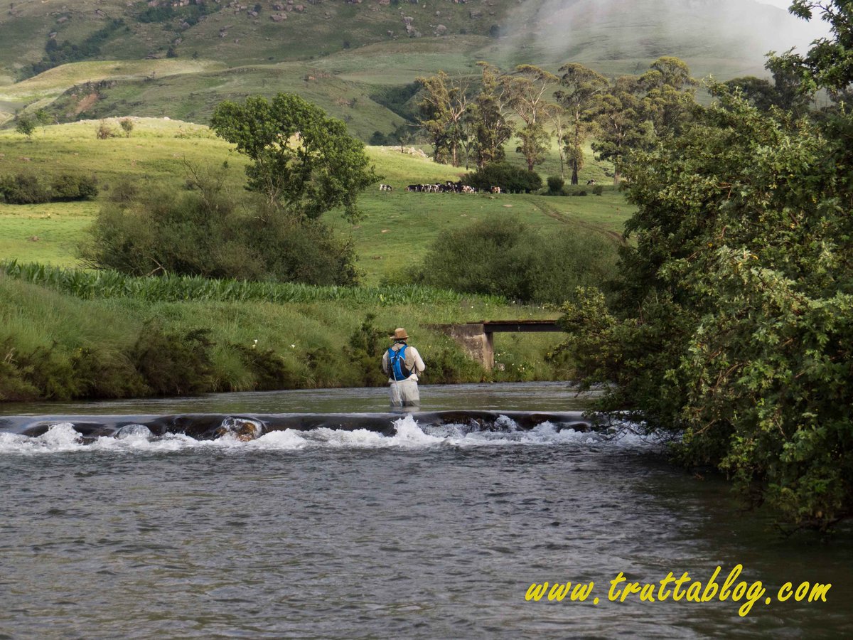 Truttablog's tweet photo. The cool of the morning #trout #troutstreams #SummerFishing #BrownTrout #fresh https://t.co/QQdp3OuqQS