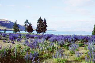 dewantravel's tweet photo. Reposting @leeshalion:
This place was so beautiful I didn’t want to leave 😌

#laketekapo #newzealand #travelphotography https://t.co/JUSxS6dkpF
