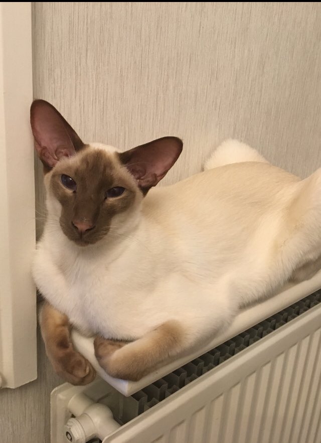 Diablo_Siamese's tweet photo. Morning!! #nakeddevil #CATSOFTWITTER https://t.co/vBDFJk5Qoi
