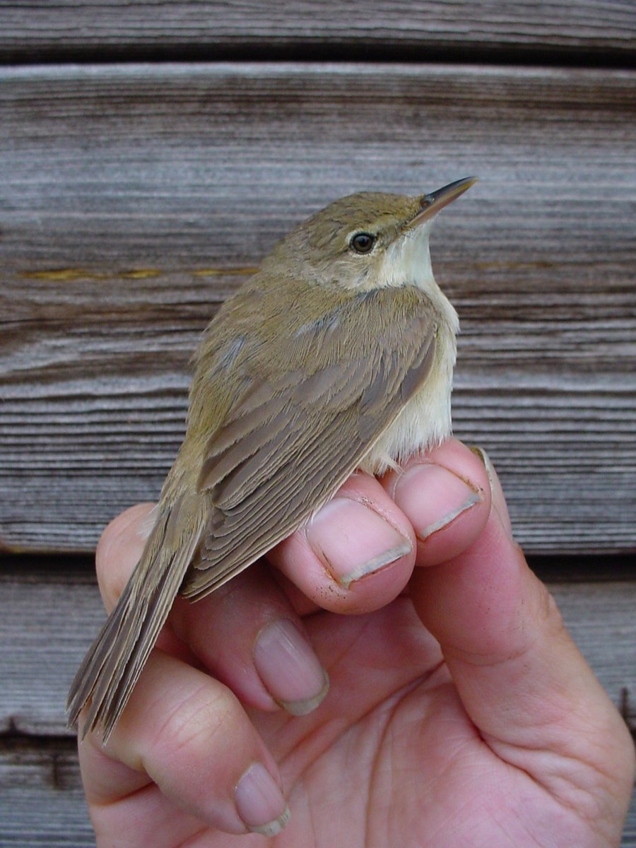 Reed Warbler ringed at the Lee Valley Park Countryside Live event on 3rd September 2017 caught by ringers in Gravieres de Bre, Seiches-sur-le-Loir, Maine-et-Loire, France on 4th October - nice quick movement last autumn showing speed of migration.