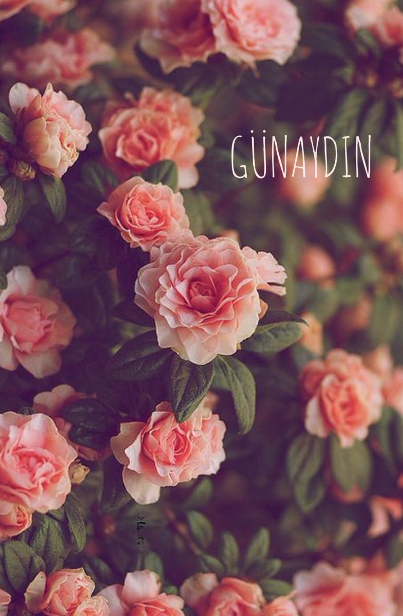 nerdeindirim's tweet photo. Günaydın ☕️💐 #günaydın #gunaydın #çarşamba #gün #hafta #goodmorning #bonjour #buongiorno #buenosdias #gutenmorgen #доброеiутрo #早安 #instagood #instalike #instamoment #instadaily #instamorning #photography #flowers https://t.co/TVVyR4FtMM