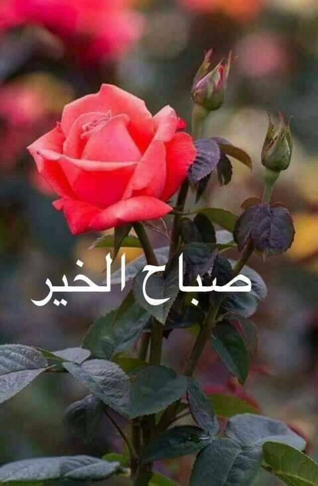 AlmasryBodur's tweet photo. https://t.co/yT3Qtx13Nt