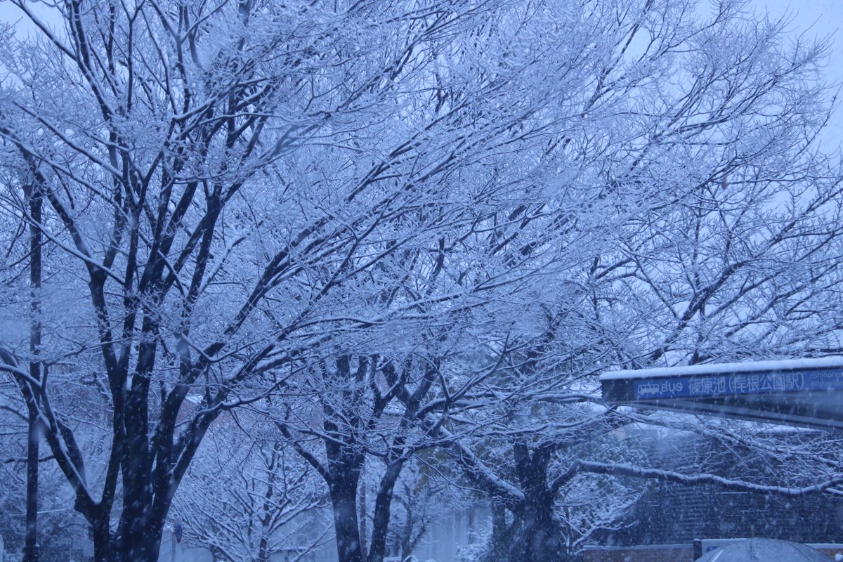 桜の木に積もった雪