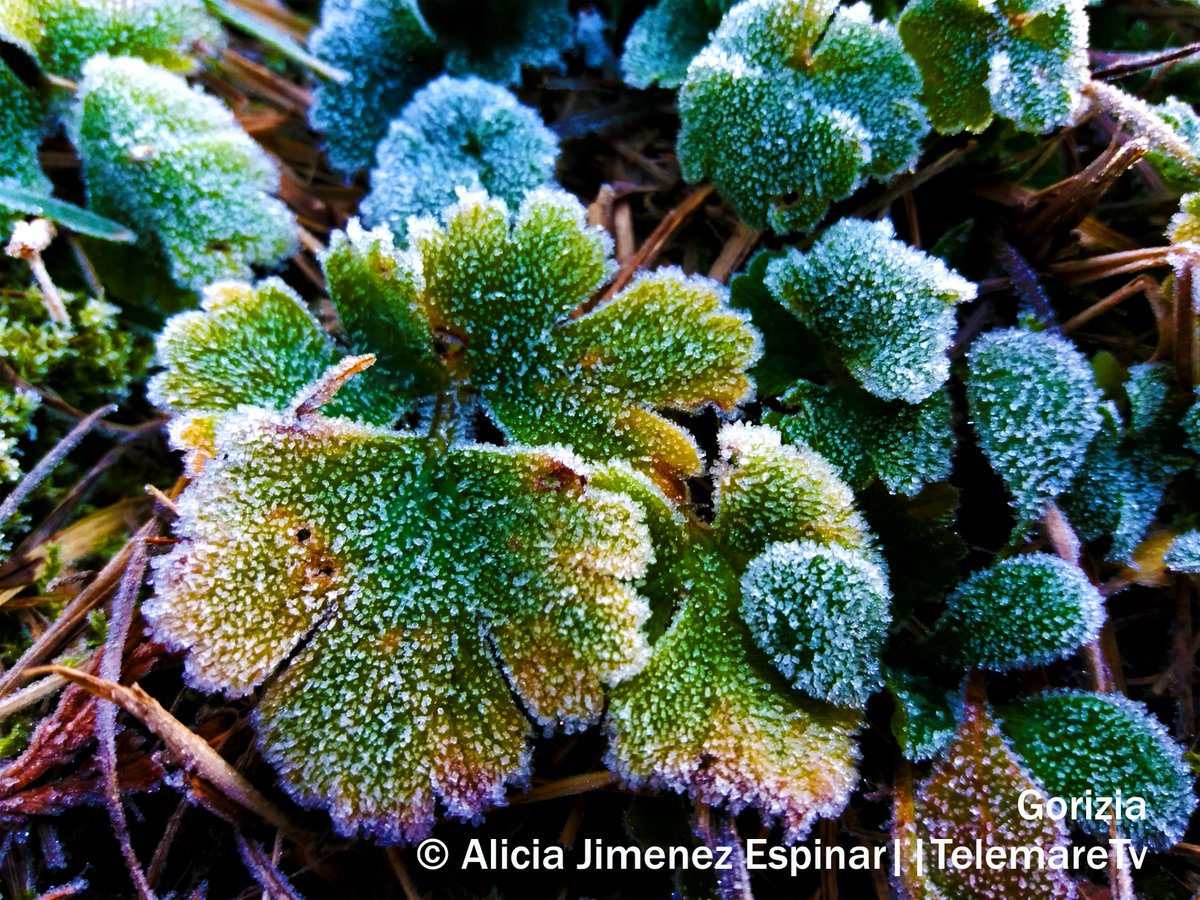 Meteo:
Cielo sereno per la mattina. Dal pomeriggio possibile nuvolosità. In serata possibili foschie e aumento della nuvolosità. I venti saranno deboli da nord.
La temperatura in pianura sarà min. -2/+2 max. 9/12, sulla costa, min. 5/8 max.9/12
Buonissima giornata a tutti!
#FVG