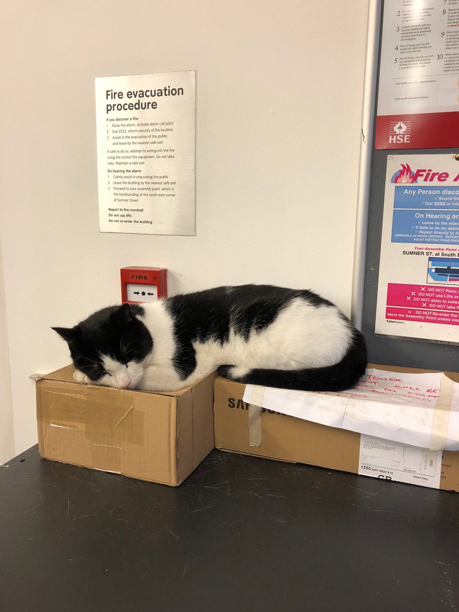 Mildred Tate Modern’s cat waiting for <a href="/MMDUK/">MMD UK</a> Annual Tasting to start. <a href="/LouisRoederer_/">Louis Roederer</a> #Cristal corks pop at 10.00.