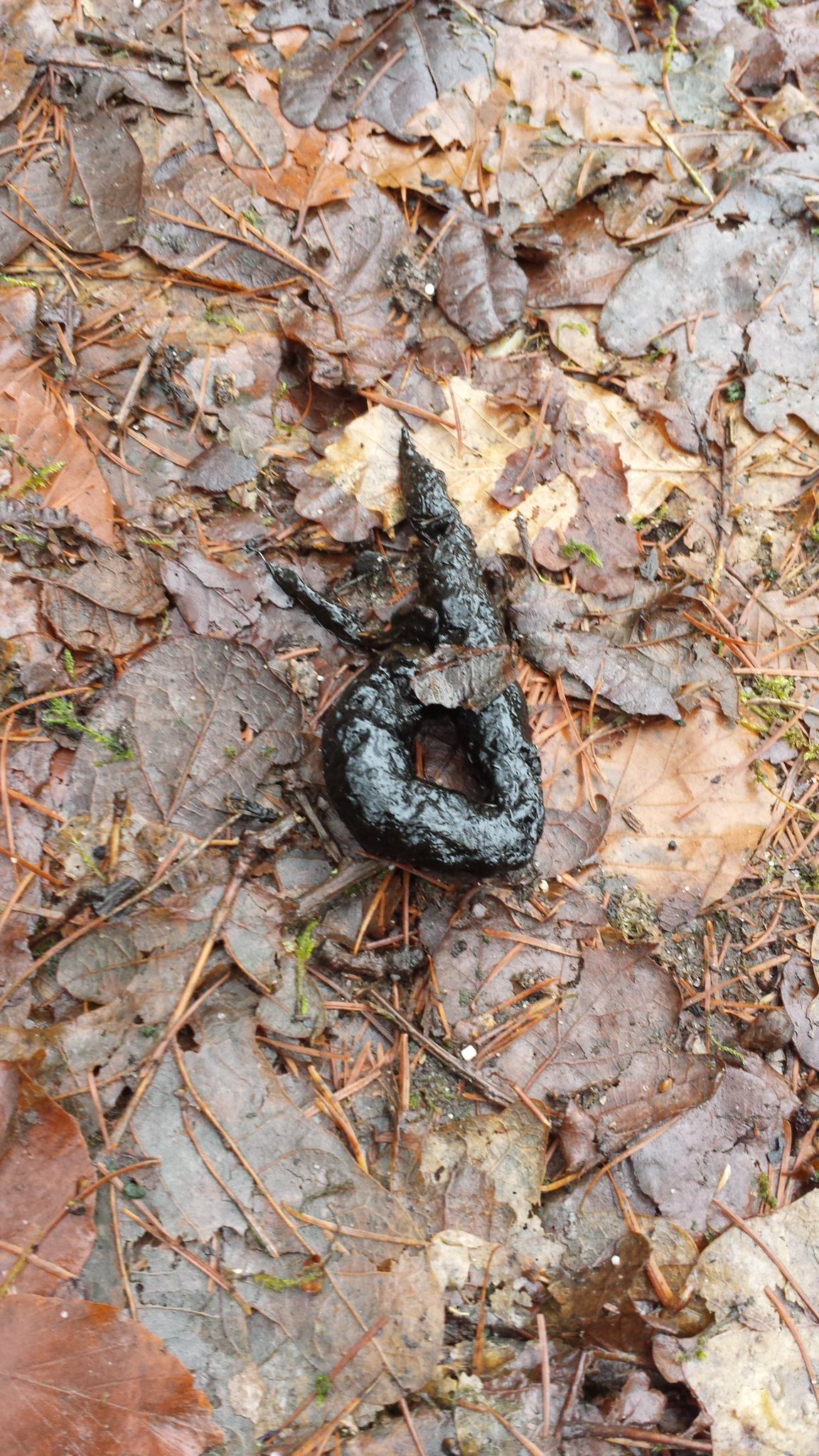 Paul Begijn on Twitter "Van welk dier zijn deze uitwerpselen afkomstig? Aangetroffen in het bos