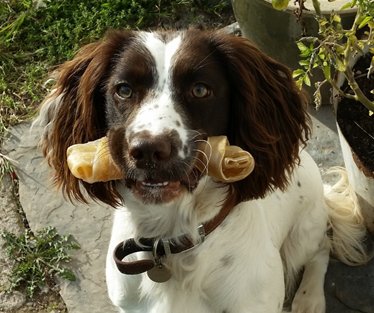 mymoderndog's tweet photo. Lots and lots of modern dogs suffer from anxiety. When away from home, is your dog fearful about unfamiliar people ? If so, you and your dog could help, and be helped by, a new study in the UK. Please RT. More info here https://t.co/KtjnSAyhJA https://t.co/qz3dii6rvN