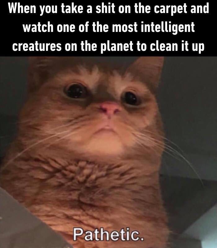 GoldfingerCat's tweet photo. Yeah, filthy disgusting peasants. Bring me more food you walking human bacon so I can polish you up some further floor turds. #CatsOfTwitter #humanbacon #floorshit https://t.co/Zt54OAq3JT