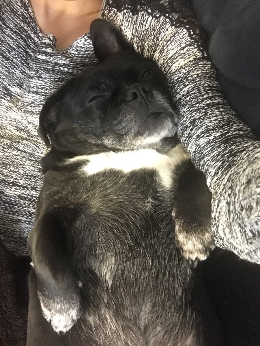 OfficialSamira's tweet photo. The life of bud!!!
#cuddles #frenchie #pug #cwtches #afternoonsleep #lazy #myboy 💕 xxxxx https://t.co/EbZyrBELdG