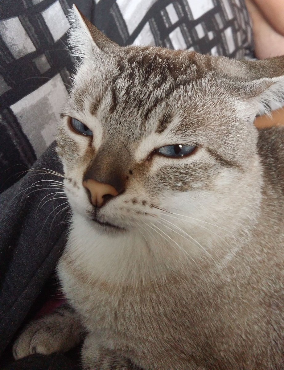 gato miu tweet media