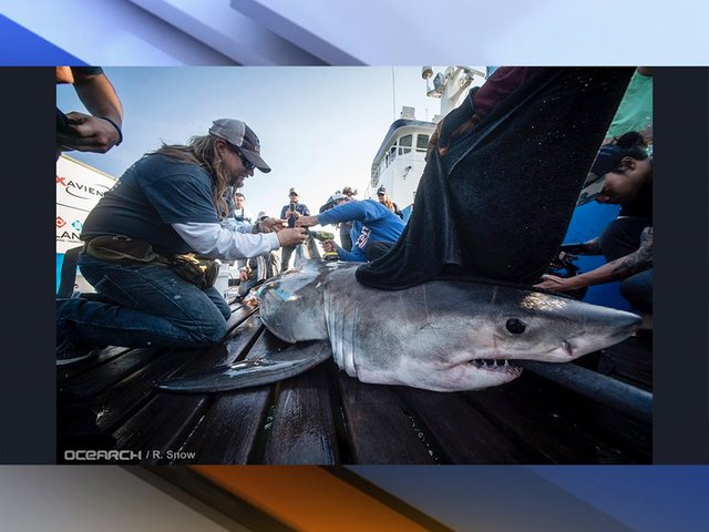 deep blue shark tracker deep blue shark tracker