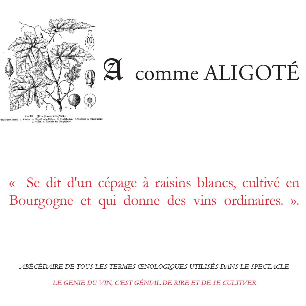 SylvieMalys's tweet photo. Avec Le Génie du Vin, c'est génial de rire et de se cultiver.... #Abécédaire #Acomme #AcommeAmour #AcommeAligoté #JeVousAime #JeVousLove @Femmesaupluriel @Cherie25tv @DomaineCassard @cave_turckheim @JulienBinz https://t.co/PjUhjCN66F