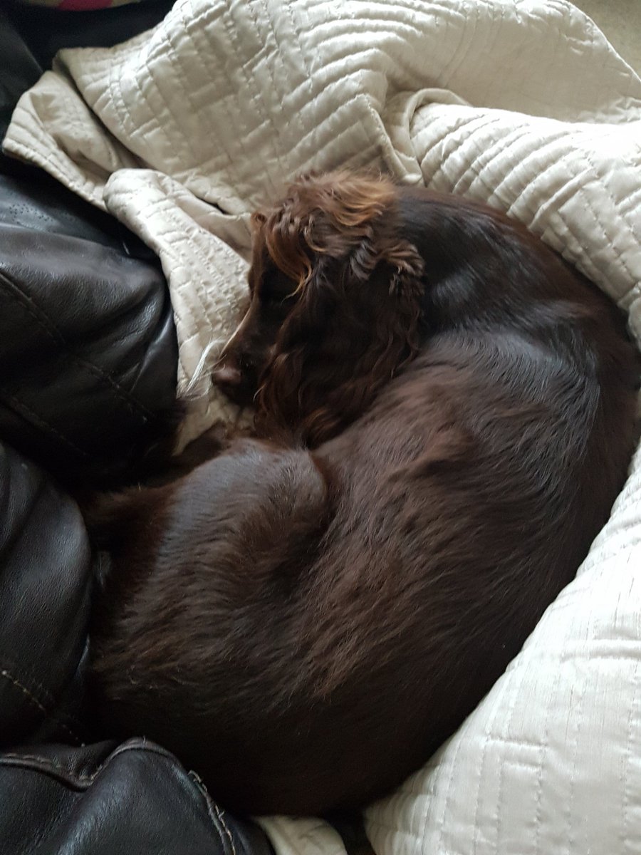 skin_warrior's tweet photo. Best part of being self employed is having duvet days with this little #furbaby #coco #cocker https://t.co/39cM5GGf1A