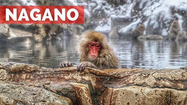 japonbienperron's tweet image. Amigos video nuevo, visitando #MonkeyPark en #Nagano 🐵🙈🙉 esperemos que les guste 😁 LINK EN BIO ift.tt/2GcxTYD