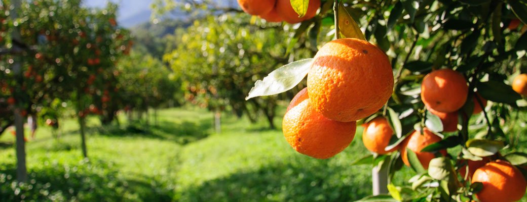FatBurnerExpert's tweet photo. Can Bitter Orange Help #ReduceFat ? https://t.co/ChU3gAnn0M #TryingtoLoseWeight #WeightLossHacks https://t.co/3cqFBNDSDF