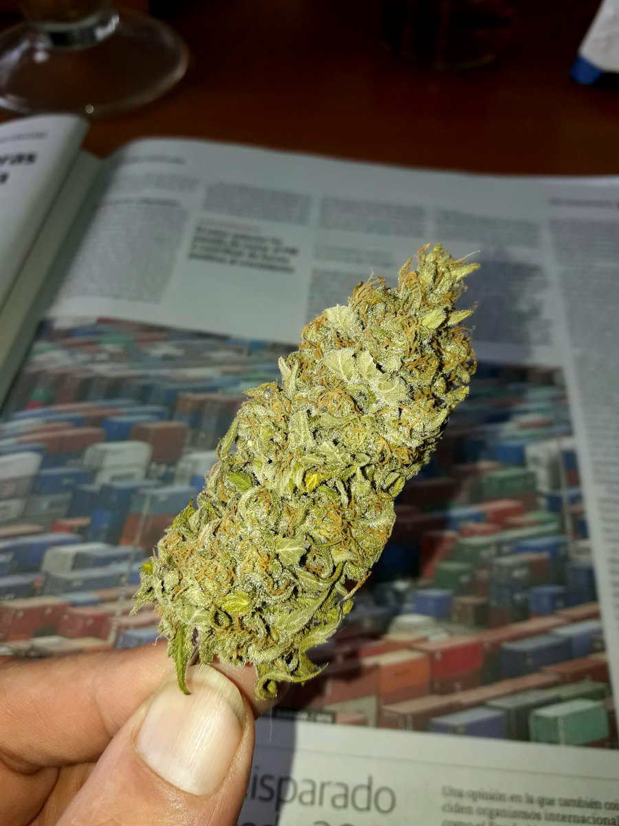 Apez140's tweet photo. Weed Día @GreenbudSeeds,
Y Mejor qué el mío espero #EquipoGrande,
Estoy malito, y me han quitado un colmillo, Miaouuoauuu ######..
Zarpazo cariñoso y dice Adryc (Está con la prensa diaria escrita) que,
Alegría, Paz, Semis y,
Boong de #ChocoCandy2
A Vuestra Salud:-))) https://t.co/bVIkqdTsys
