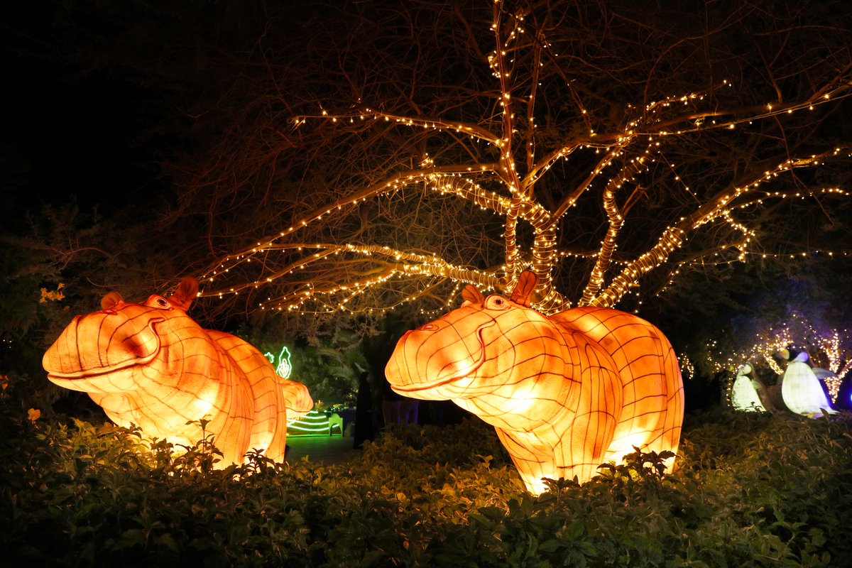 AlAinZooUAE's tweet photo. زورونا الآن واستمتعوا بمهرجان الأضواء في هذه الأجواء الشتوية الجميلة!
#Zoolightful https://t.co/BTpLkXX7iI