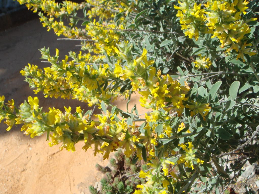 JardineriaOn's tweet photo. Conoce a la Anthyllis cytisoides, una planta muy bonita y muy fácil de cuidar que resiste la sequía - https://t.co/V5IMoVfMr7 #jardinería #plantas #albaida #anthyllis https://t.co/v1BxIwHAc6