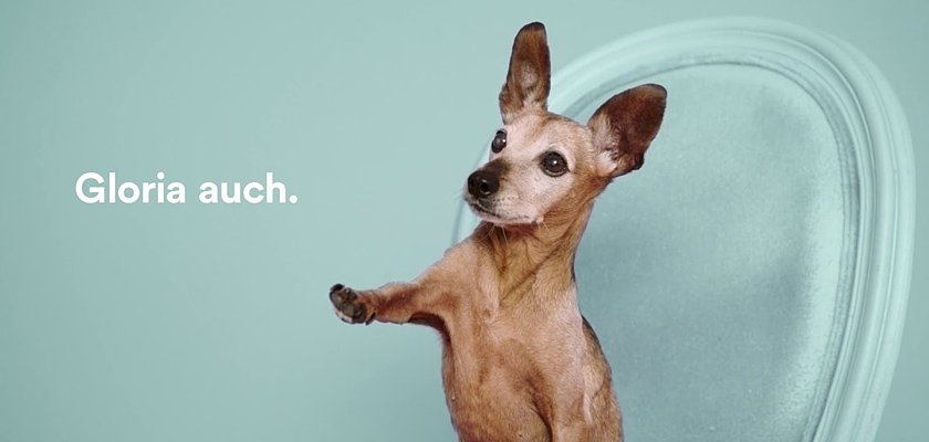 danglobal's tweet photo. You're just a song away from having a shelter dog – #Adoptify: https://t.co/dy7jwI8Jir @SpotifyDE @Serviceplan @TierheimMunchen https://t.co/lK2a4jKSU1