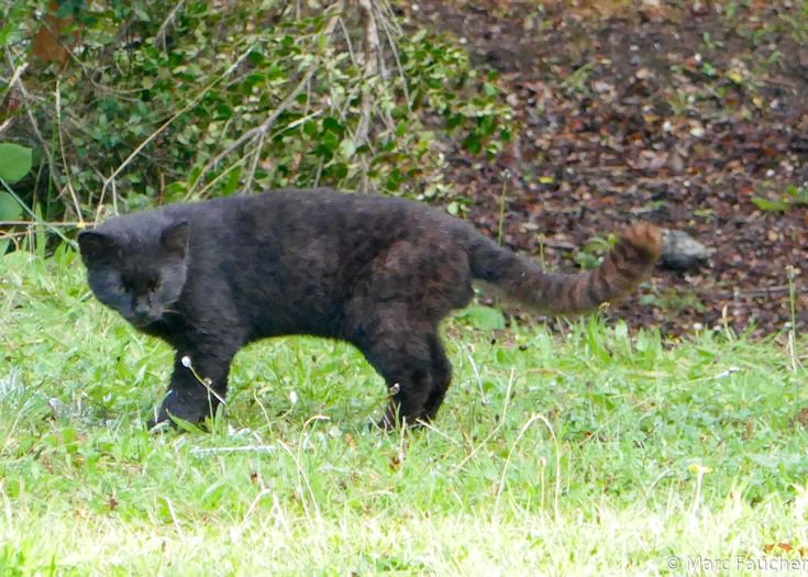 ディスカバリーチャンネル 小さな野生の猫 グイーニャ コドコド を救うためには 新たな研究結果発表を ディスカバる グイーニャ コドコド アニマルプラネット 野生猫 T Co V7dofdtrr2 T Co C4cvnnburt Twitter ディスカバリーチャンネル 小さな野生の猫 グイーニャ コドコド を救うためには 新たな研究結果発表を ディスカバる グイーニャ コドコド アニマルプラネット 野生猫 T Co V7dofdtrr2 T Co C4cvnnburt Twitter
