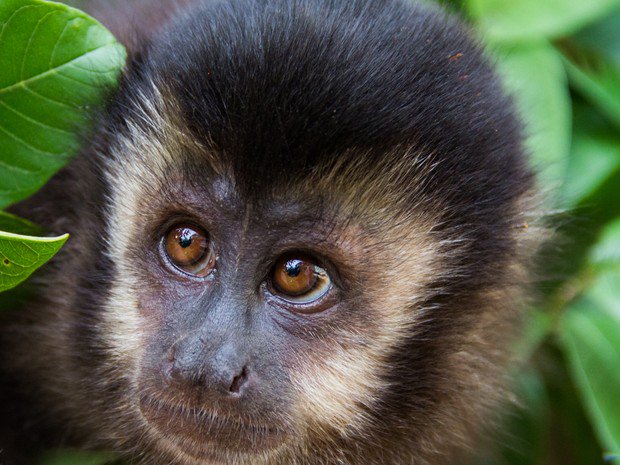 thiago_p's tweet photo. Parem de matar macacos! Os macaquinhos NÃO TRANSMITEM a febre amarela, pelo contrário, eles ajudam a identificar a presença do vírus na região. O transmissor é o mosquito. Matem mosquitos! https://t.co/kfgWvucv4y