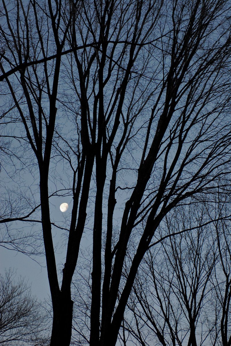 Syeckes's tweet photo. #morningmoonlight 3
#Moon #NYC #Nature #NewYork #Park #Solitary #Winter #blue #branches #centralpark @CentralParkNYC #dawn #leafless #leaflesstrees #manhattan #moonlight #morning #morninglight #morningmoon #perspective #pov #sky #solitude #streetphotography #tangledbark #trees https://t.co/Iu7ZQXQMF3