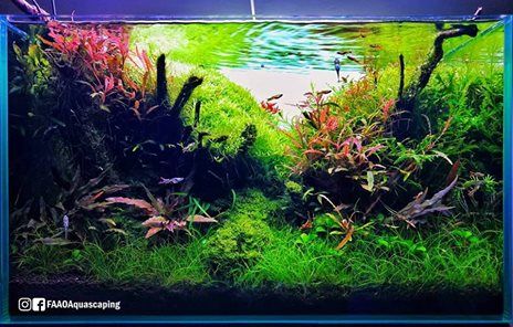 acuario3web's tweet image. Final picture of my 80L planted tank.
 #FAAO #Aquaflora #Aquascaping #planted #aquarium #aquatic #plant #freshwater #plantedtank #aquascape #plantedaquarium #Ecoarium #Seachem #Twinstar #Dici #Chihiros #aquavitro Ver más