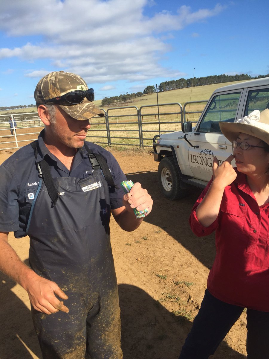CupSailor's tweet photo. @EnochCowVet took on the ultimate challenge 385 straws of Wagyu semen @AustVetAssoc @AustWagyuAssoc #cowvet #crazyman #salty great day not one mistake! @IGWagyu https://t.co/O59DvUzbQo