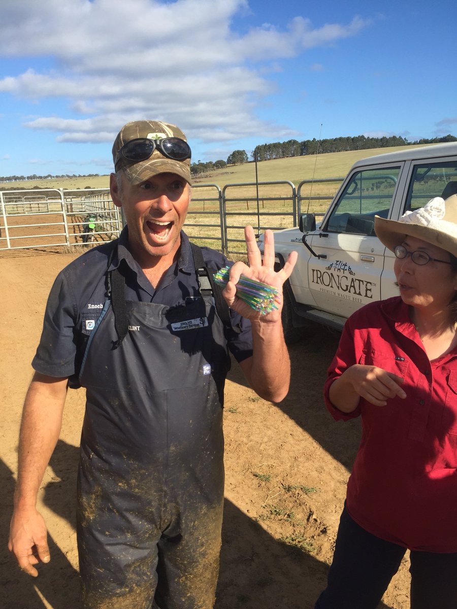 CupSailor's tweet photo. @EnochCowVet took on the ultimate challenge 385 straws of Wagyu semen @AustVetAssoc @AustWagyuAssoc #cowvet #crazyman #salty great day not one mistake! @IGWagyu https://t.co/O59DvUzbQo