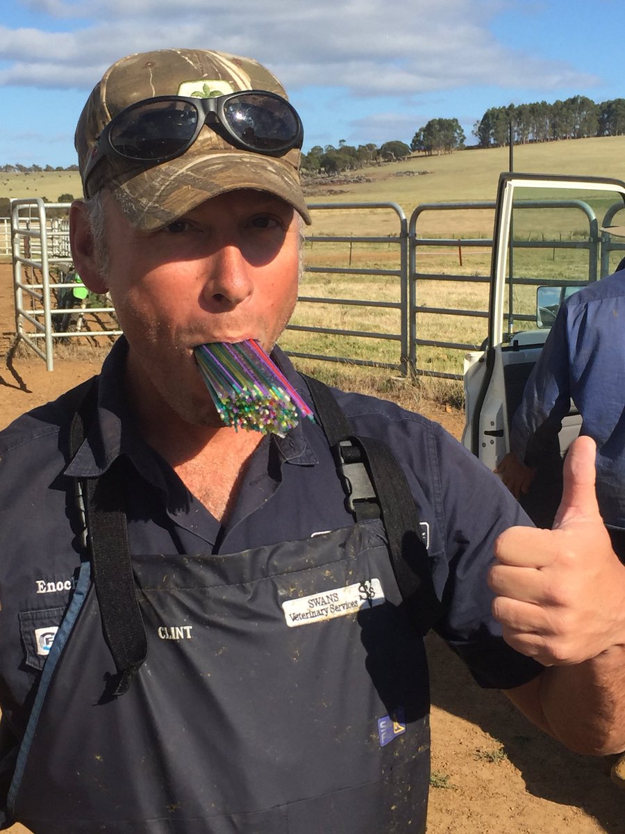 CupSailor's tweet photo. @EnochCowVet took on the ultimate challenge 385 straws of Wagyu semen @AustVetAssoc @AustWagyuAssoc #cowvet #crazyman #salty great day not one mistake! @IGWagyu https://t.co/O59DvUzbQo
