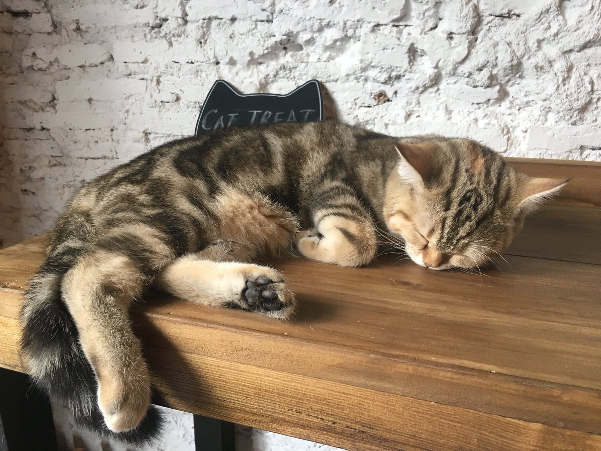 koong_smurfs's tweet photo. ตอนนี้เราอยู่ที่ Kitty cat cafe ใครเป็นทาสแมว😽ไม่ควรพลาด ร้านเปิดเวลา 11:00-21:00 ปิดทุกวันจันทร์ อยู่แถววัดตรีทศเทพ ตรอกตรงสะพานเลยจร่า😍#MCT3 https://t.co/Gyy4Tz6Z2n