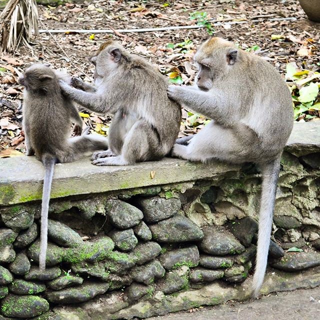 surfelicious's tweet photo. * M O N K E Y  S P A * 😄
⠀⠀⠀⠀⠀⠀⠀⠀⠀
Hygiene is very important! 🚿 😄 Love how they all taking care of each other 💕😊
.
.
.
.
.  #bali #... https://t.co/QGQFvvNdjA