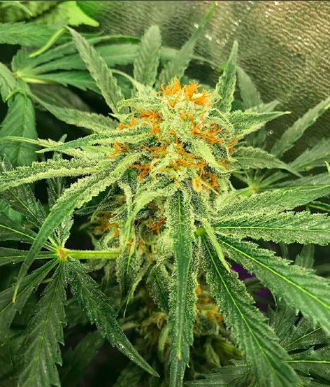 TodoGrowLED's tweet photo. #WeedDía y #FelizMiércoles familia! La resina de la #Sweetcheese de @sweetseeds_es creciendo bajo nuestro #LED #TGL2203590 y la altura de la plantita #CBD creciendo bajo el led #Epistar morado nos hacen muy felices! 💜💚🌱💡🌿🤩 https://t.co/TA4XycyPUI