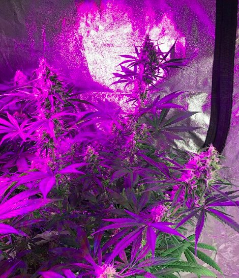 TodoGrowLED's tweet photo. #WeedDía y #FelizMiércoles familia! La resina de la #Sweetcheese de @sweetseeds_es creciendo bajo nuestro #LED #TGL2203590 y la altura de la plantita #CBD creciendo bajo el led #Epistar morado nos hacen muy felices! 💜💚🌱💡🌿🤩 https://t.co/TA4XycyPUI