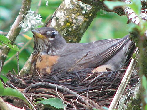 treecontrol8's tweet photo. Spring has nearly Sprung- only a few weeks away ! Please do not delay if you need your conifers pruning ahead of the summer, as the birds will be nesting very soon ! Tel. 029 20 615722 ( FREE Quote). #birdiestakepriority #treesurgeonscardiff #spring #pruning #garden https://t.co/a2WH36ivMI