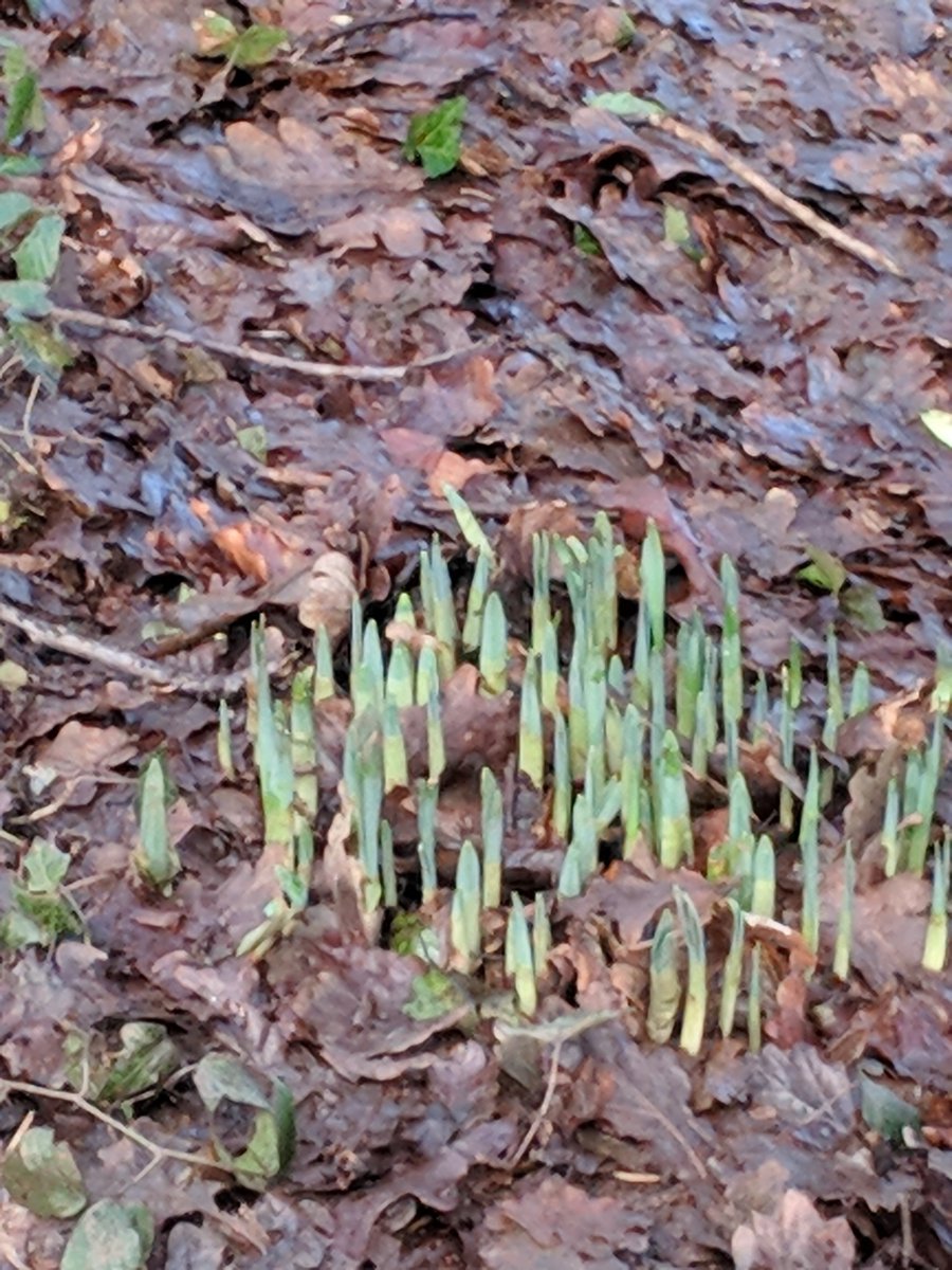 treecontrol8's tweet photo. Spring has nearly Sprung- only a few weeks away ! Please do not delay if you need your conifers pruning ahead of the summer, as the birds will be nesting very soon ! Tel. 029 20 615722 ( FREE Quote). #birdiestakepriority #treesurgeonscardiff #spring #pruning #garden https://t.co/a2WH36ivMI